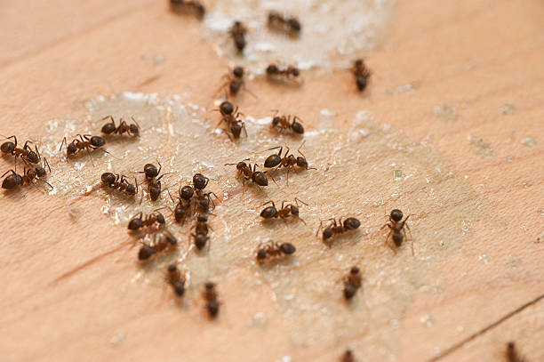 Best Best Pest Control Near Me  in Wayne, PA